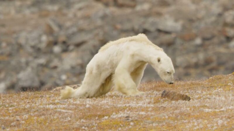 Are Polar Bear’s going extinct?!