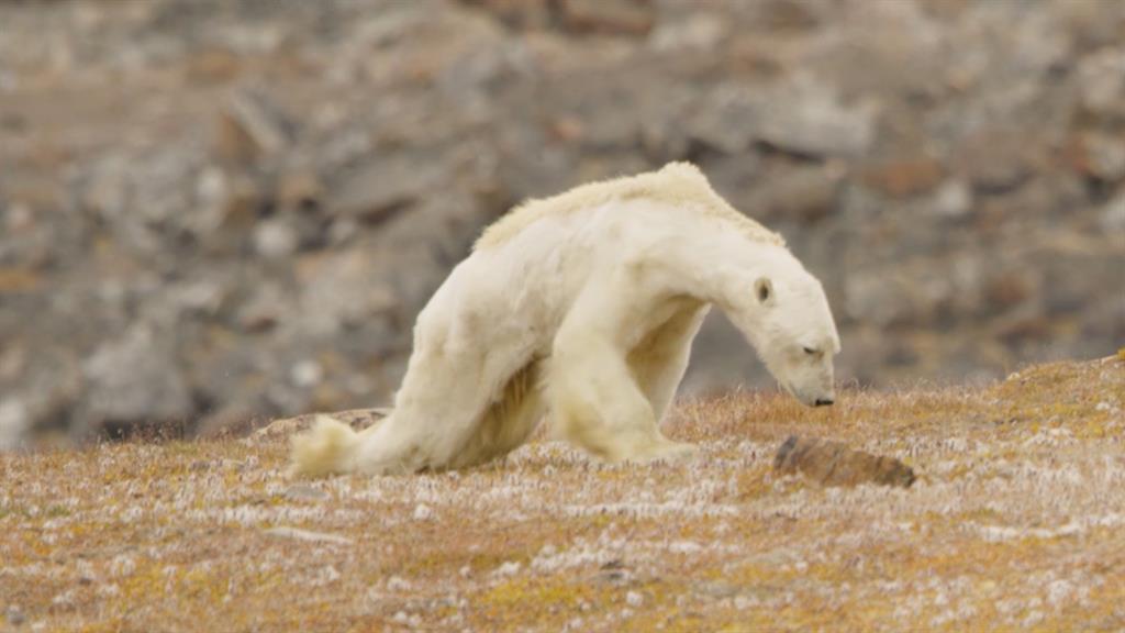 Are Polar Bear’s going extinct?!